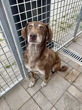 DAWN, Hund, Mischlingshund in Slowakische Republik - Bild 8