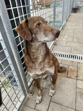 DAWN, Hund, Mischlingshund in Slowakische Republik - Bild 9