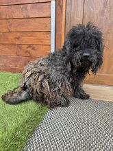 CAVIAR, Hund, Mischlingshund in Slowakische Republik - Bild 1