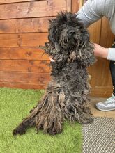 CAVIAR, Hund, Mischlingshund in Slowakische Republik - Bild 5