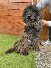 CAVIAR, Hund, Mischlingshund in Slowakische Republik - Bild 6