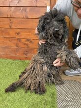 CAVIAR, Hund, Mischlingshund in Slowakische Republik - Bild 7