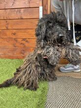 CAVIAR, Hund, Mischlingshund in Slowakische Republik - Bild 8