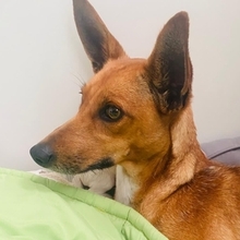FARAH, Hund, Podenco-Mix in Spanien - Bild 1