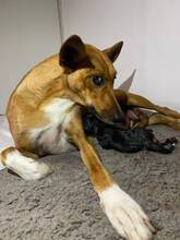 FARAH, Hund, Podenco-Mix in Spanien - Bild 8