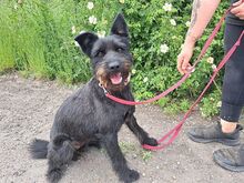 POLLI, Hund, Schnauzer-Mix in Ungarn