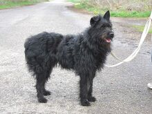POLLI, Hund, Schnauzer-Mix in Ungarn - Bild 10