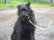 POLLI, Hund, Schnauzer-Mix in Ungarn - Bild 11