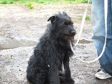 POLLI, Hund, Schnauzer-Mix in Ungarn - Bild 12