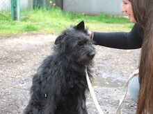 POLLI, Hund, Schnauzer-Mix in Ungarn - Bild 13