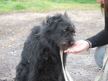 POLLI, Hund, Schnauzer-Mix in Ungarn - Bild 15