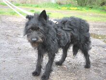 POLLI, Hund, Schnauzer-Mix in Ungarn - Bild 16
