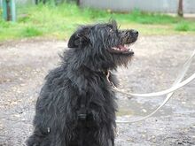 POLLI, Hund, Schnauzer-Mix in Ungarn - Bild 17