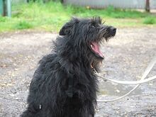 POLLI, Hund, Schnauzer-Mix in Ungarn - Bild 18