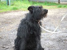 POLLI, Hund, Schnauzer-Mix in Ungarn - Bild 19