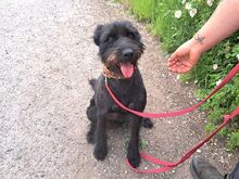 POLLI, Hund, Schnauzer-Mix in Ungarn - Bild 2