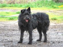 POLLI, Hund, Schnauzer-Mix in Ungarn - Bild 20