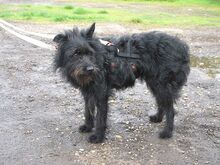 POLLI, Hund, Schnauzer-Mix in Ungarn - Bild 21