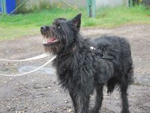 POLLI, Hund, Schnauzer-Mix in Ungarn - Bild 22