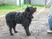POLLI, Hund, Schnauzer-Mix in Ungarn - Bild 23