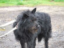 POLLI, Hund, Schnauzer-Mix in Ungarn - Bild 24