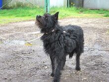 POLLI, Hund, Schnauzer-Mix in Ungarn - Bild 25