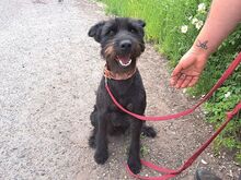 POLLI, Hund, Schnauzer-Mix in Ungarn - Bild 3