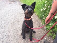 POLLI, Hund, Schnauzer-Mix in Ungarn - Bild 4
