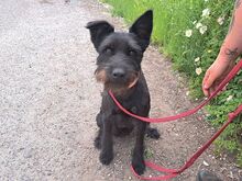 POLLI, Hund, Schnauzer-Mix in Ungarn - Bild 5