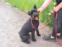 POLLI, Hund, Schnauzer-Mix in Ungarn - Bild 6