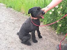 POLLI, Hund, Schnauzer-Mix in Ungarn - Bild 7