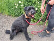 POLLI, Hund, Schnauzer-Mix in Ungarn - Bild 8