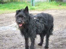 POLLI, Hund, Schnauzer-Mix in Ungarn - Bild 9