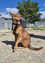 BYRON, Hund, Podenco Andaluz in Spanien - Bild 1