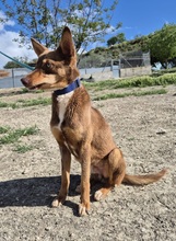 BYRON, Hund, Podenco Andaluz in Spanien - Bild 10