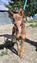 BYRON, Hund, Podenco Andaluz in Spanien - Bild 2