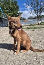 BYRON, Hund, Podenco Andaluz in Spanien - Bild 3