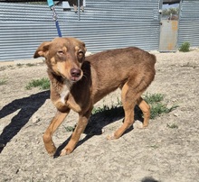 BYRON, Hund, Podenco Andaluz in Spanien - Bild 4