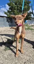 BYRON, Hund, Podenco Andaluz in Spanien - Bild 5