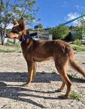 BYRON, Hund, Podenco Andaluz in Spanien - Bild 6