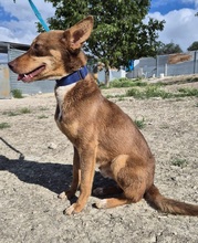 BYRON, Hund, Podenco Andaluz in Spanien - Bild 7
