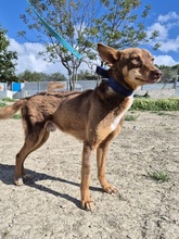 BYRON, Hund, Podenco Andaluz in Spanien - Bild 8