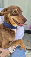 BYRON, Hund, Podenco Andaluz in Spanien - Bild 9