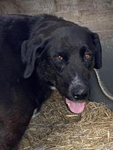 TRUDY, Hund, Mischlingshund in Italien - Bild 2