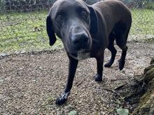 TRUDY, Hund, Mischlingshund in Italien - Bild 3