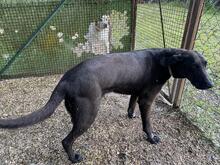 TRUDY, Hund, Mischlingshund in Italien - Bild 4