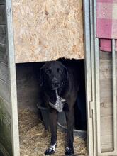 TRUDY, Hund, Mischlingshund in Italien - Bild 5