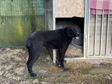 TRUDY, Hund, Mischlingshund in Italien - Bild 7