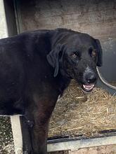 TRUDY, Hund, Mischlingshund in Italien - Bild 8