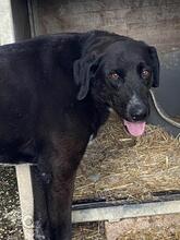 TRUDY, Hund, Mischlingshund in Italien - Bild 9